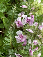 Pedicularis verticillata