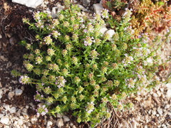 Thymus striatus