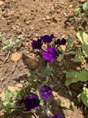 Glandularia × hybrida