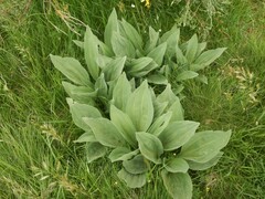 Gentiana lutea