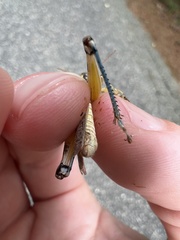 Melanoplus bispinosus