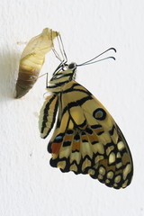 Papilio demoleus malayanus