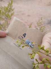 Ophryastes argentatus