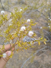 Ophryastes argentatus