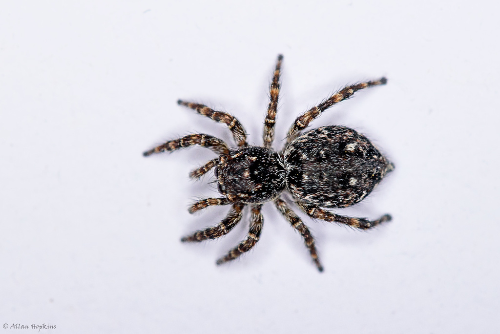Downy jumping spider, photo 1 of 8