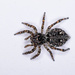 Downy Jumping Spider - Photo (c) Allan Hopkins, some rights reserved (CC BY-NC-ND)