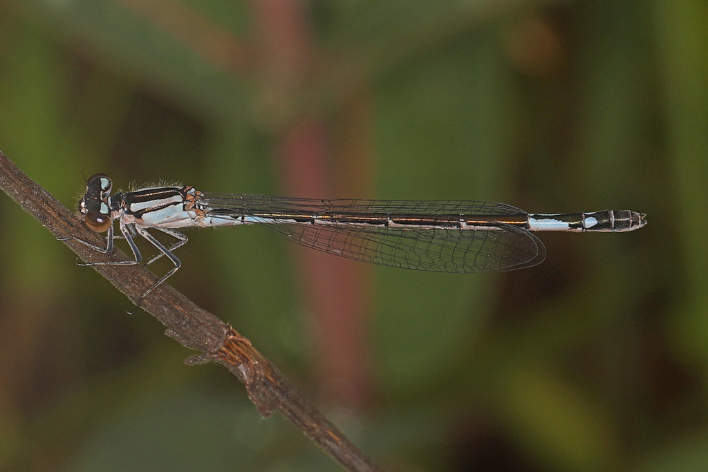 Azure Bluet