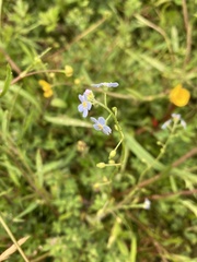 Myosotis secunda