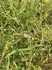 Myosotis secunda