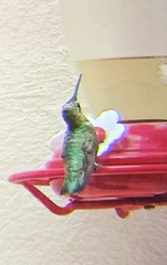 Eugenes fulgens