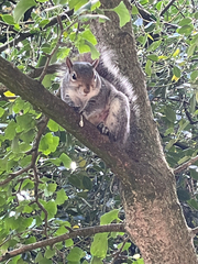 Sciurus carolinensis