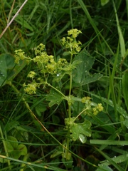 Alchemilla xanthochlora