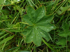 Alchemilla xanthochlora