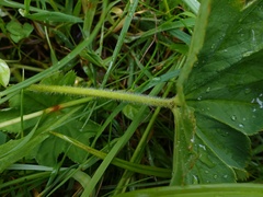 Alchemilla xanthochlora