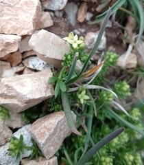Galium magellense