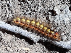 Acronicta euphorbiae