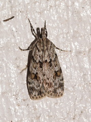 Scoparia pyralella