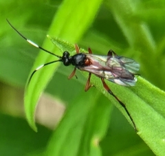 Linycus exhortator thoracicus