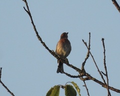 Fringilla coelebs