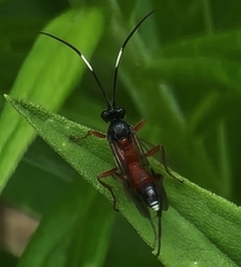 Linycus exhortator thoracicus