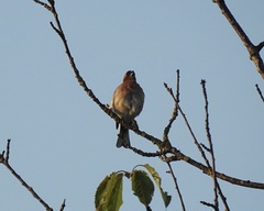 Fringilla coelebs