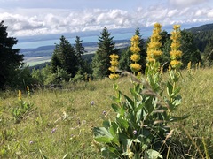 Gentiana lutea lutea