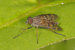 Rhagio punctipennis