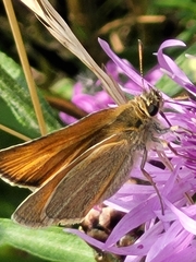Thymelicus