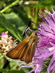 Thymelicus