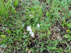 Silene latifolia alba