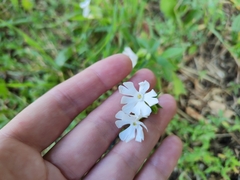 Silene latifolia alba