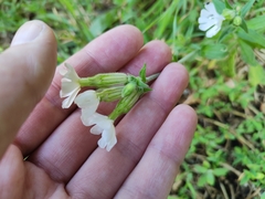 Silene latifolia alba