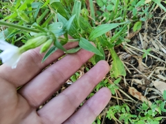 Silene latifolia alba