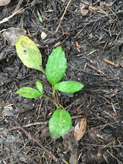 Pseudopanax