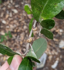 Allokermes cueroensis