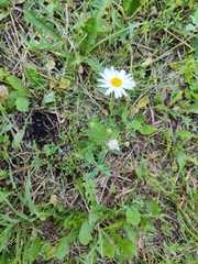 Tripleurospermum inodorum