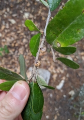 Allokermes cueroensis