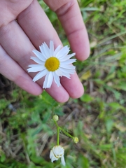 Tripleurospermum inodorum