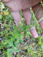 Tripleurospermum inodorum