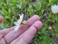 Tripleurospermum inodorum