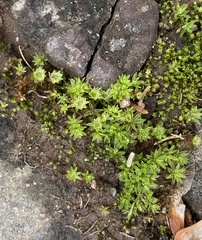 Atrichum tenellum