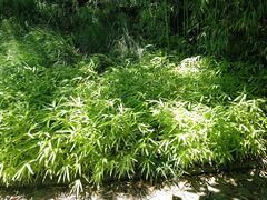 Pleioblastus auricomus