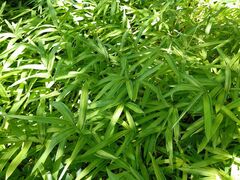 Pleioblastus auricomus