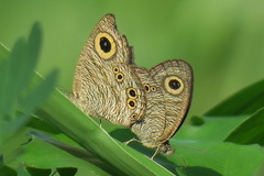 Ypthima baldus newboldi