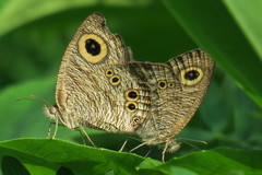 Ypthima baldus newboldi