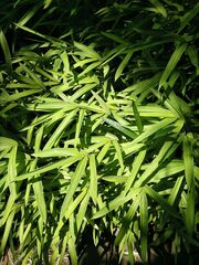 Pleioblastus auricomus