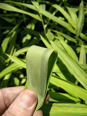 Pleioblastus auricomus