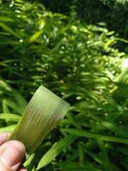 Pleioblastus auricomus