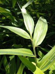 Pleioblastus auricomus