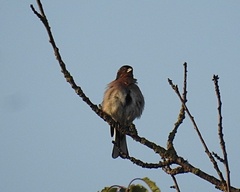 Fringilla coelebs